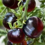 Tomato Indigo Rose Seeds – The Black Tomato