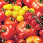 Tomato Seeds – Summer Sensation Mix