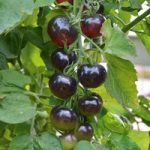 Grafted Tomato Plant – The Black Tomato Indigo Rose