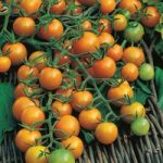 Tomato Plants – Sungold