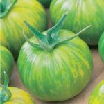 Tomato (Organic) Seeds – Green Zebra