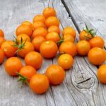 Tomato Seeds – F1 Sungold