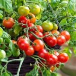 Tomato Seeds – F1 Tumbling Bella (Terenzo)