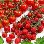 Tomato Grafted Plants – Sugar Plum Raisin F1