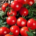 Tomato Grafted Plants – Premio
