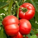 Grafted Tomato Plant – F1 Crimson Blush