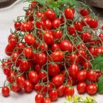 Grafted Tomato Plants – Tutti Frutti Collection