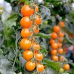 Tomato Seeds – F1 Honeycomb