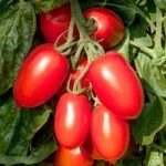 Grafted Tomato Plant – Crimson Plum