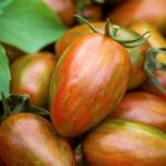 Tomato Seeds – Shimmer F1