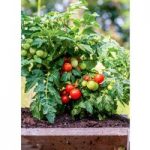 Tomato Seeds – Veranda Red F1