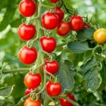 Tomato Seeds – Crimson Cherry F1
