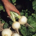 Turnip Seeds – Snowball