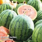 Watermelon Grafted Plant – Ingrid