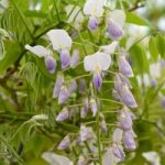 Wisteria dormosa Plant – Issai (syn. Domino)