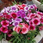 Dianthus chinensis Coronet Mixed