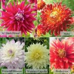 Dahlia ‘Dinner Plate’ Collection