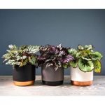 Begonia Rex Trio – Gift